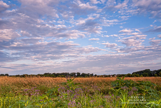 A PICTURESQUE SCENE WITH BLUE VERVAIN