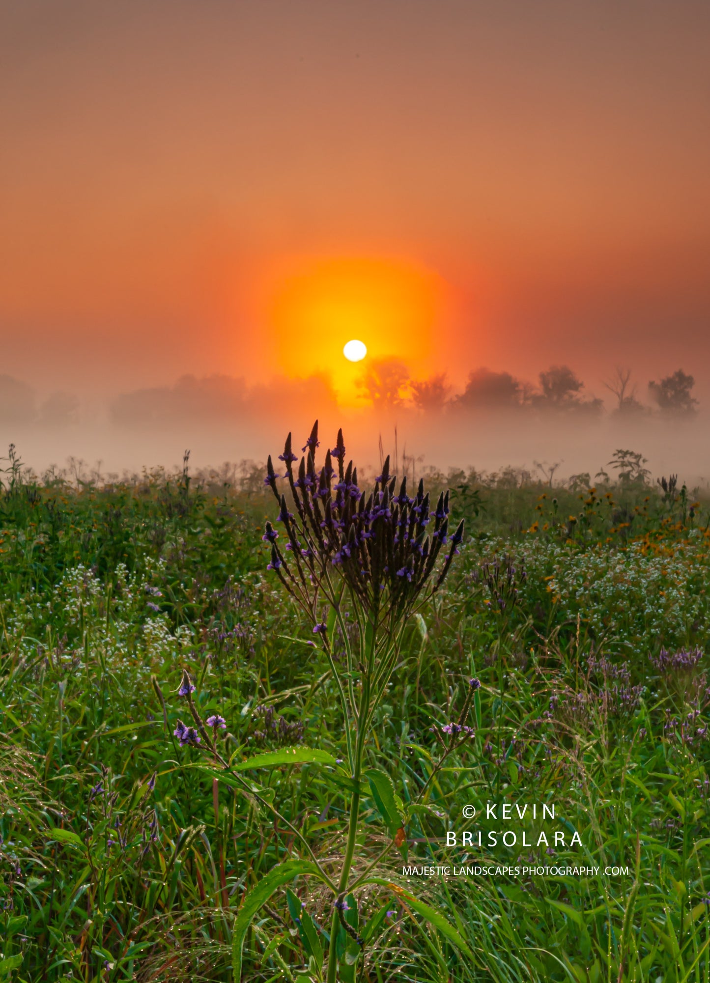 REACHING FOR THE SUNRISE