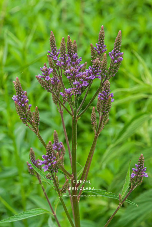 WILDFLOWERS FROM THE PARK