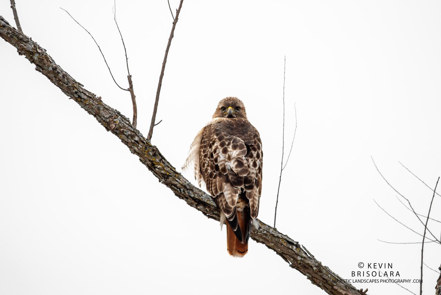 RED-TAILED HAWK