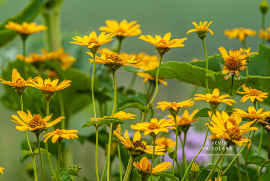 BEAUTIFUL FALSE SUNFLOWERS ON THIS EARLY SUMMER MORNING