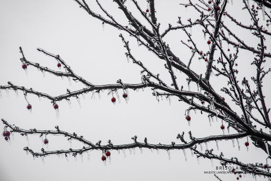 THERE'S NO ICE BETTER THEN CRAB APPLE ICE