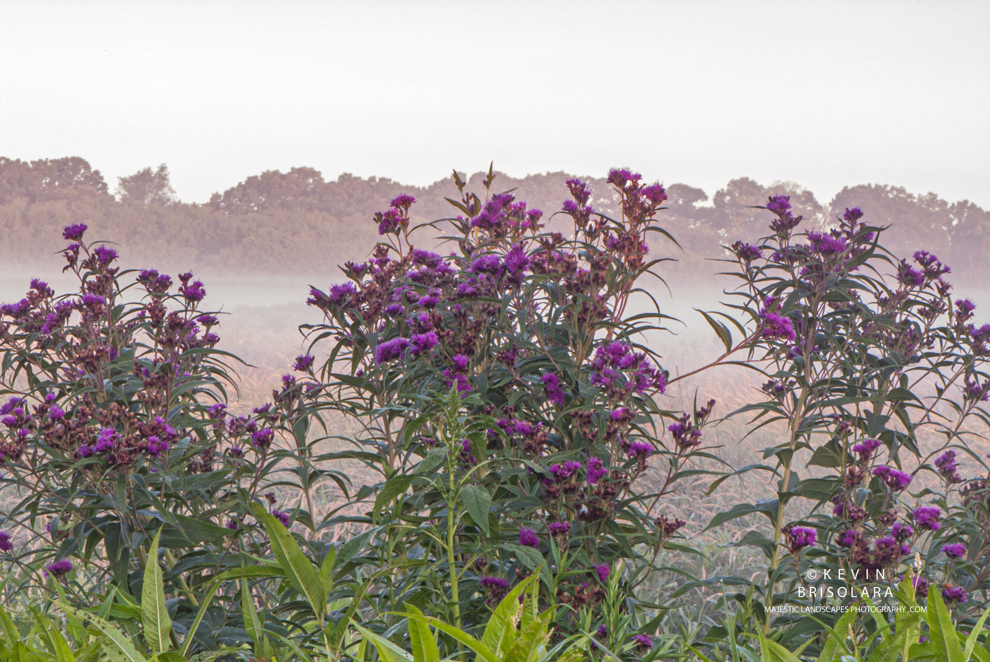 A MISTY SUMMER MORNING WITH WILDFLOWERS