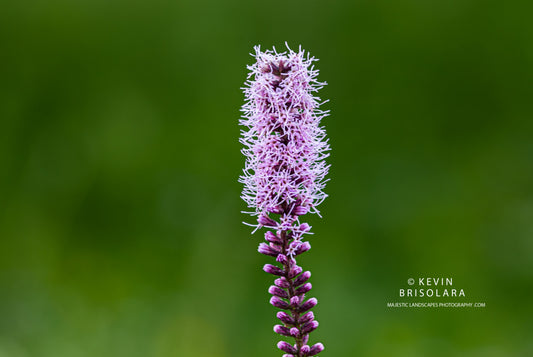 BLAZING STAR