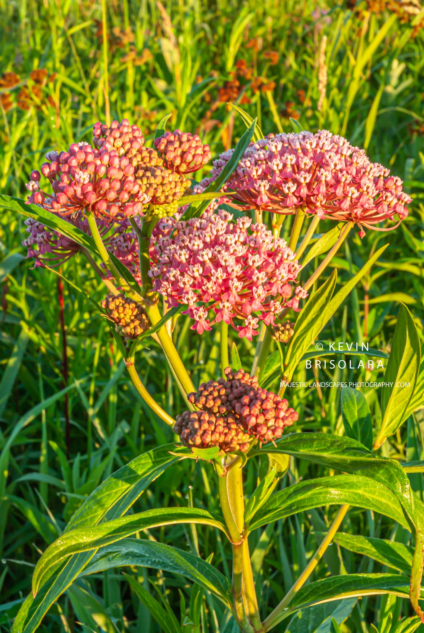 EARLY MORNING MILKWEED