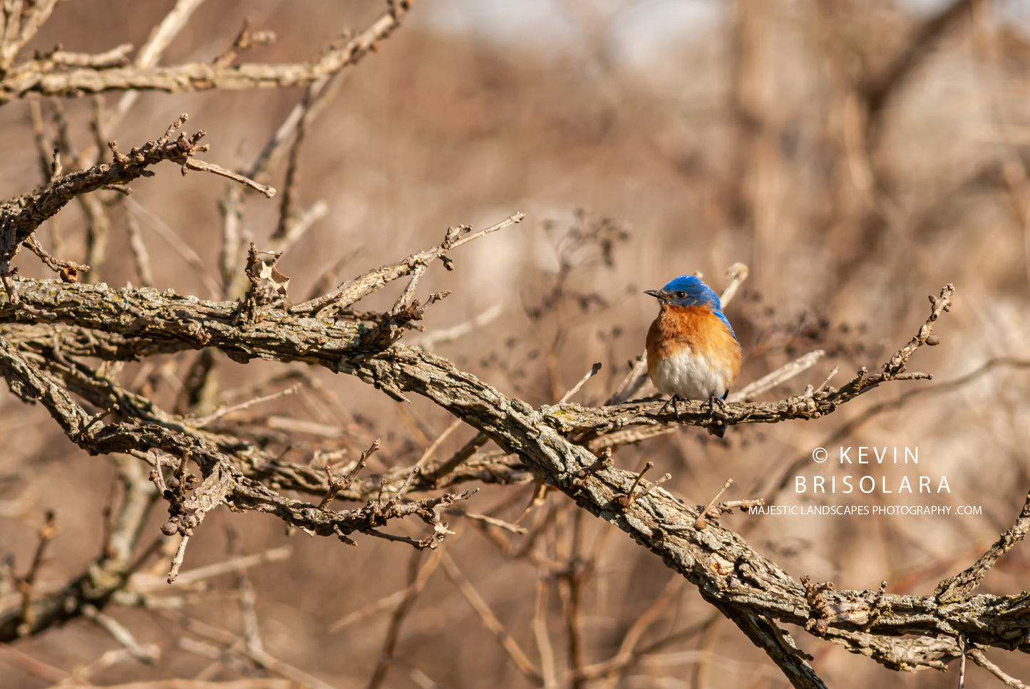 MIGRATING EASTERN BLUEBIRD