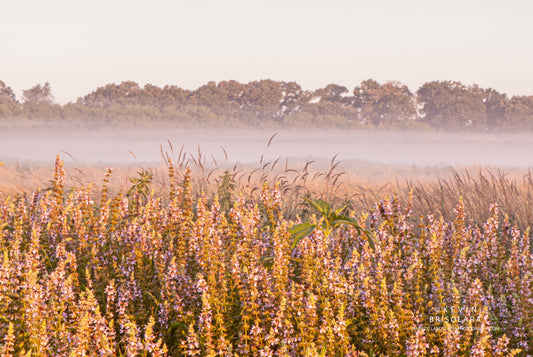 MISTY MORNING VIEWS IN THE PARK