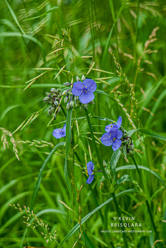 SMALL BEAUTY FROM THE WETLANDS