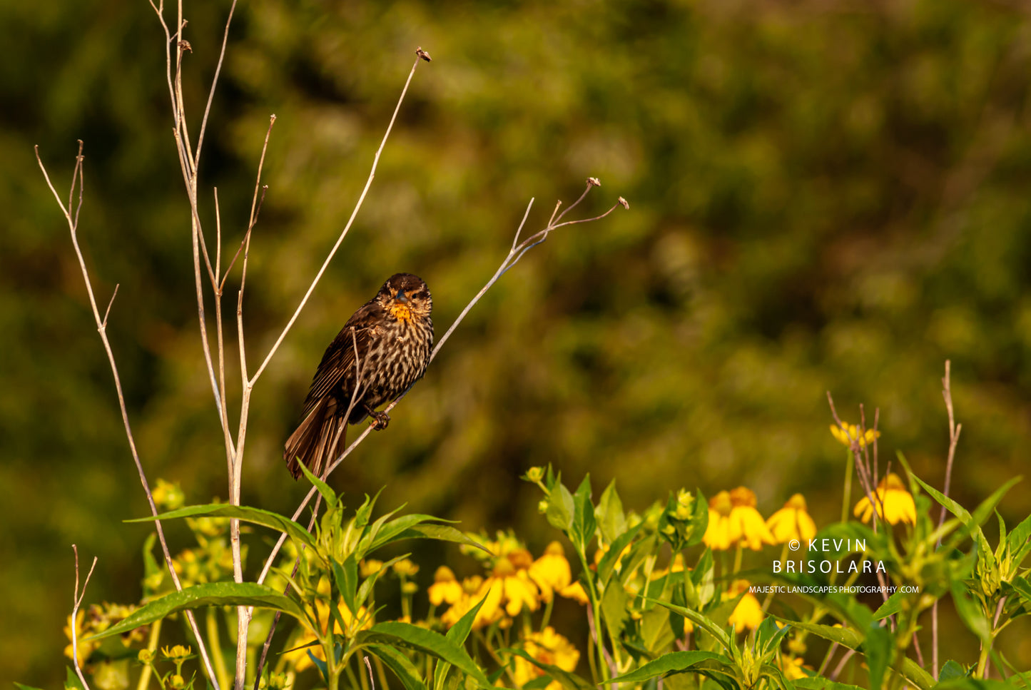 A CURIOUS BIRD