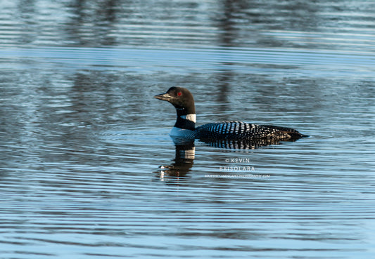 GRACEFUL AS A LOON