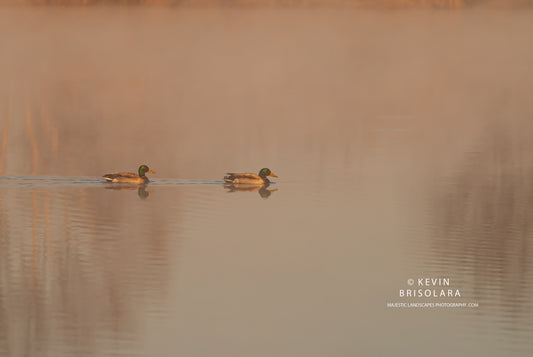 THE GREENHEADS