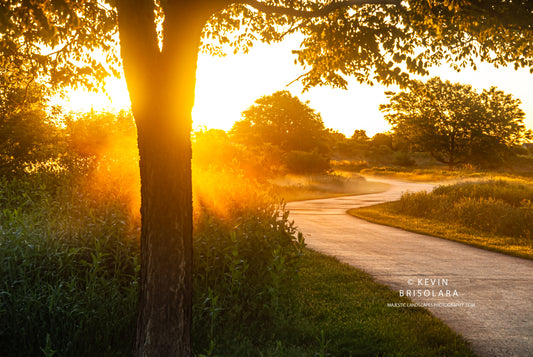 BACKLIT BEAUTY ALONG THE TRAIL