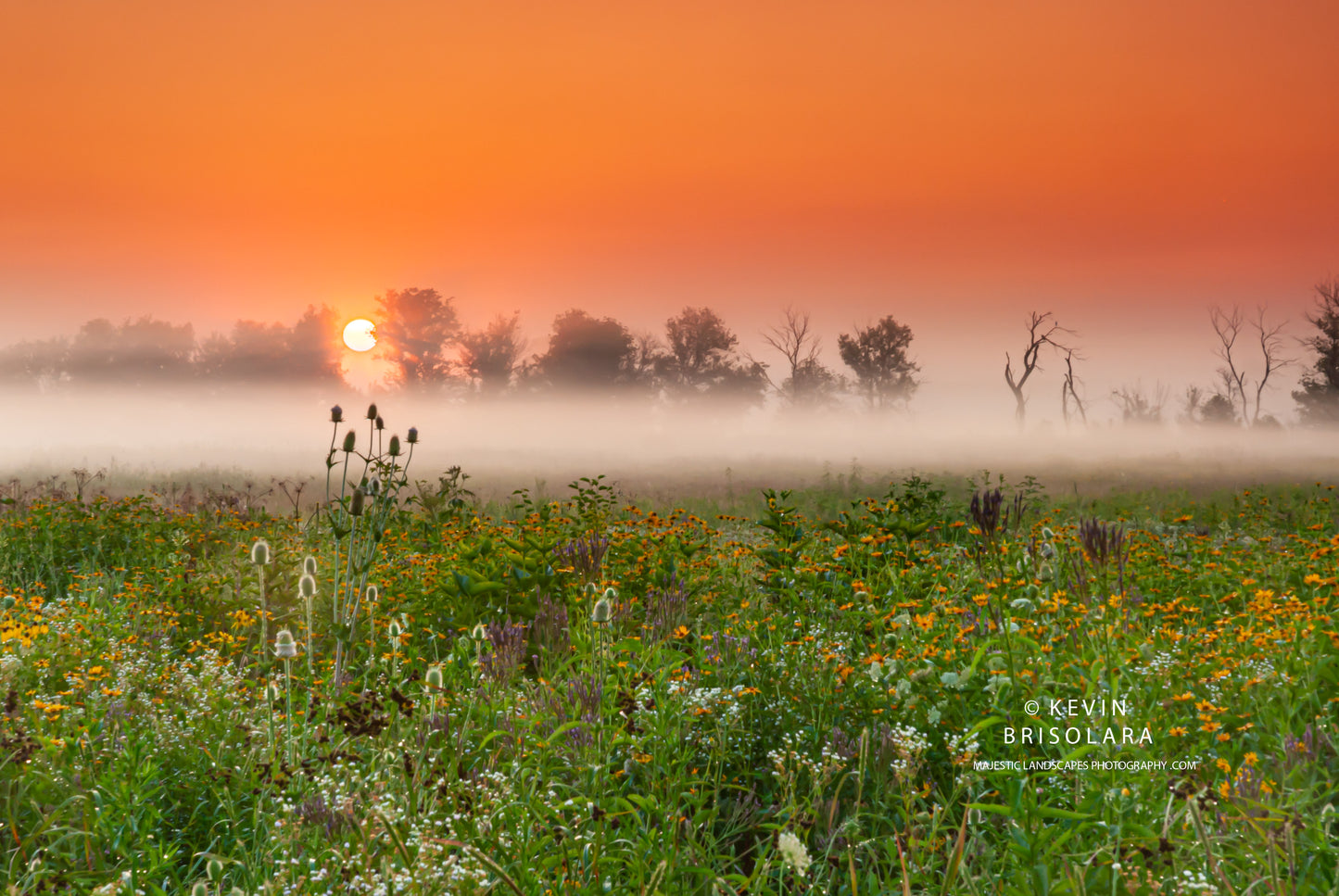 AN INSPIRING MISTY SUNRISE FROM THE PARK