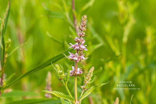 SMOOTH HEDGE NETTLE