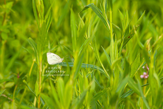 WATCHING THE BUTTERFLIES