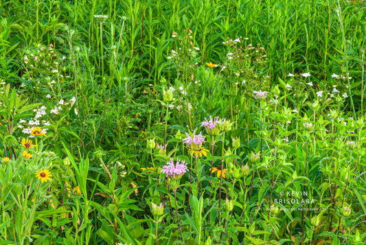 COLORS OF WILDFLOWERS