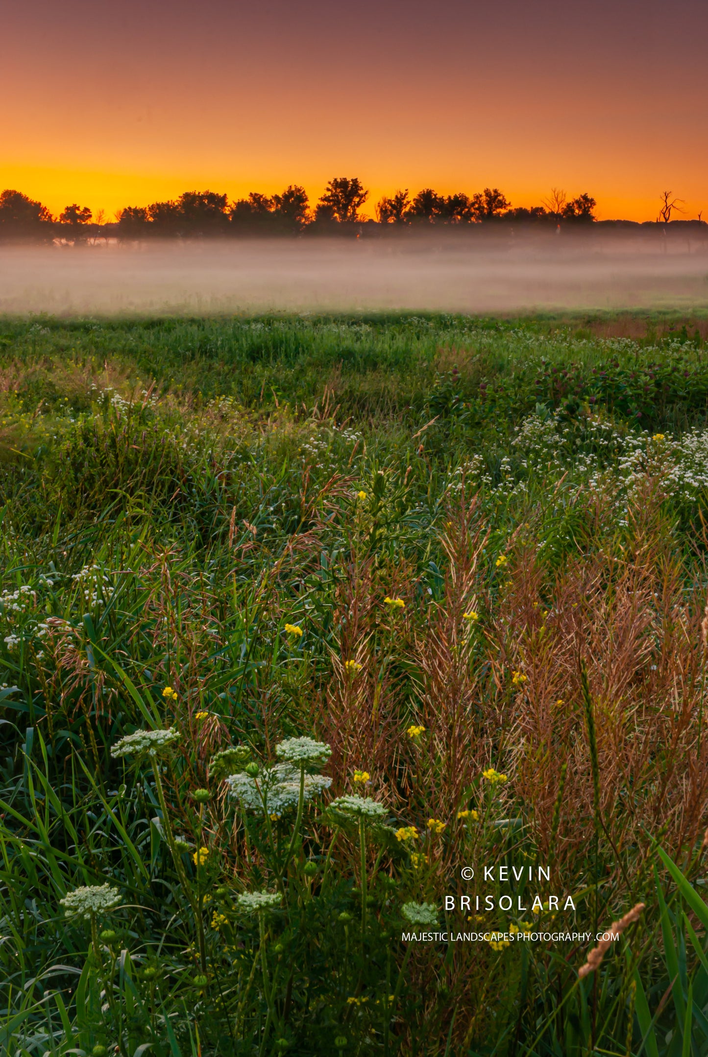 A VIEW OF QUEEN ANN'S LACE AND A SUMMER SUNRISE FROM THE PRAIRIE