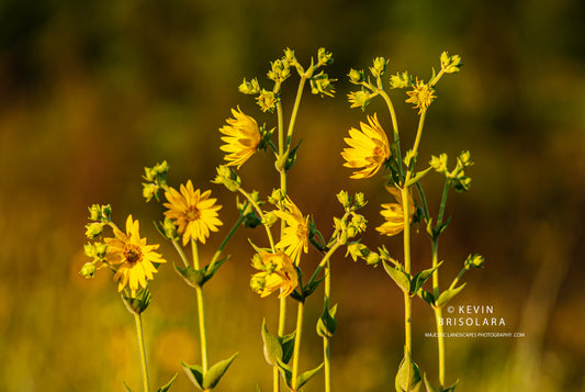 WILDFLOWERS FROM THE PRAIRIE