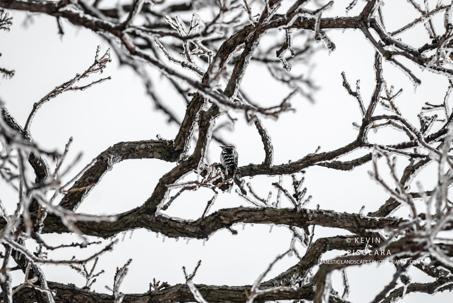 AMONGST THE OAK BRANCHES