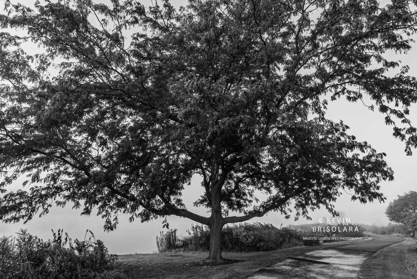 THE WIDE EXPANSE OF THE HONEY LOCUST