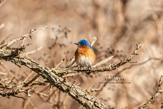 PRETTY BLUEBIRD