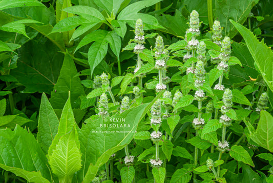 HAIRY WOOD MINT