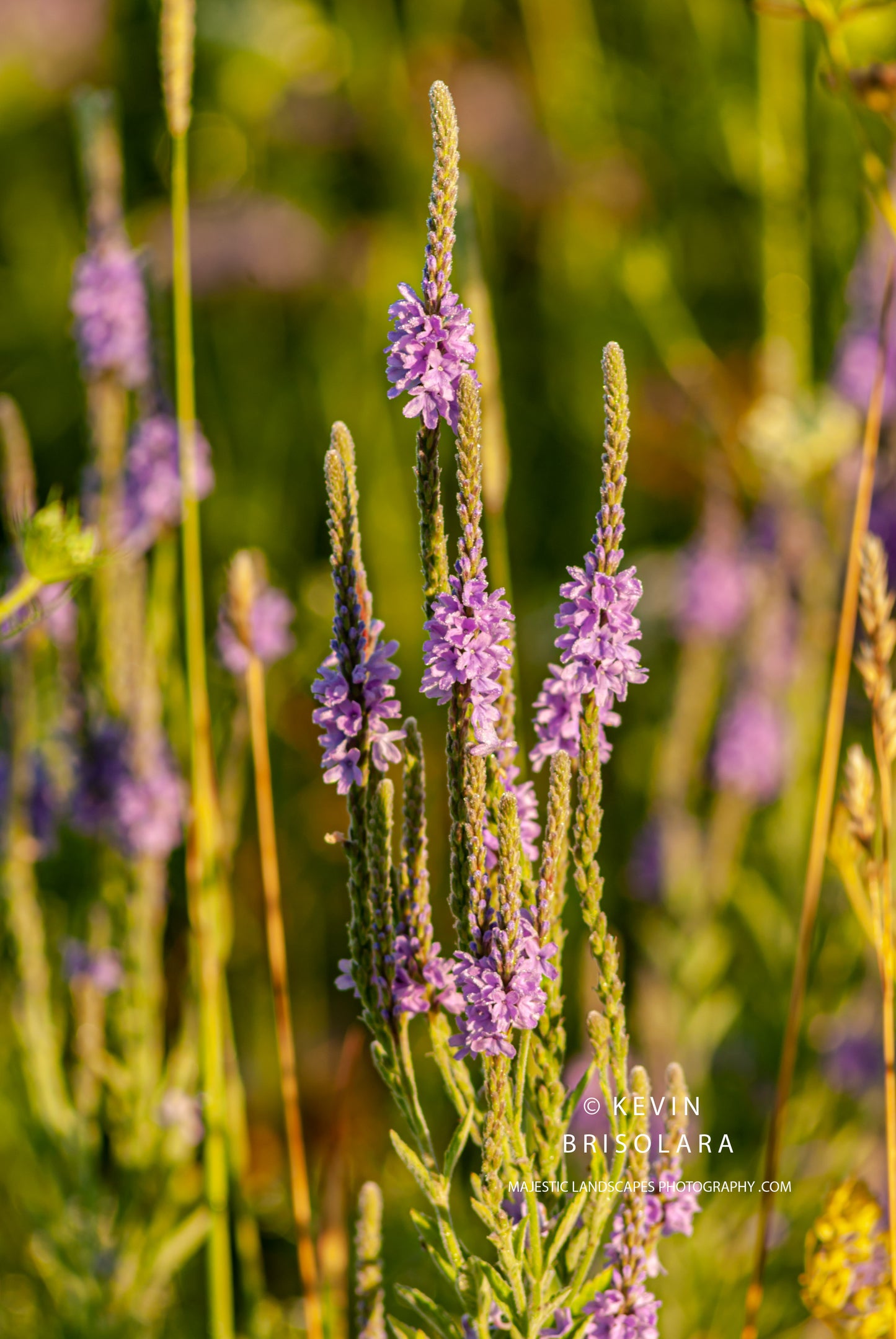 SUMMER BEAUTY FROM THE PRAIRIE