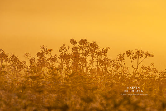 WILDFLOWER SILHOUETTES