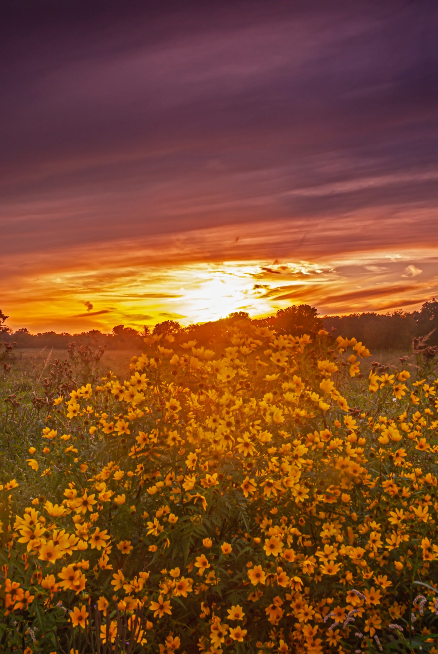 A WILDFLOWER SUNSET