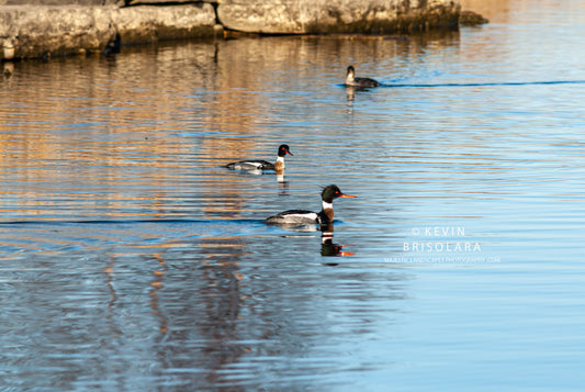 A TRIO OF MERGANSERS