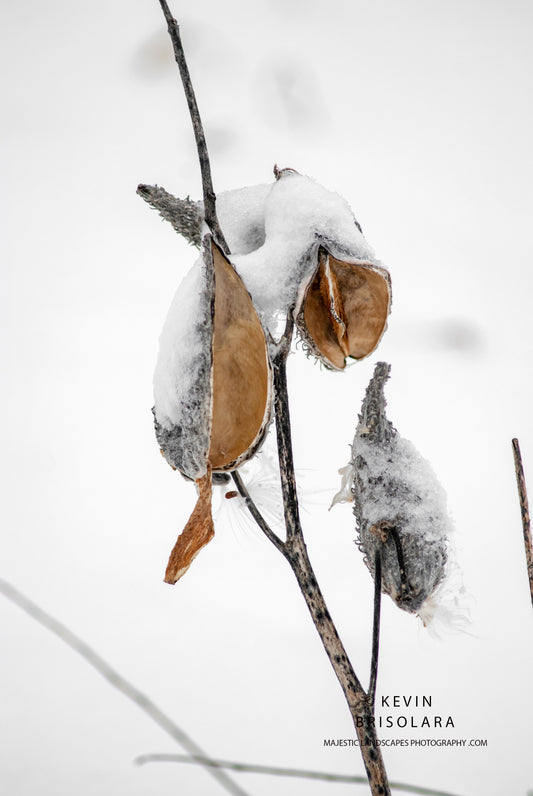 SNOW COVERED MILKWEED SEED PODS