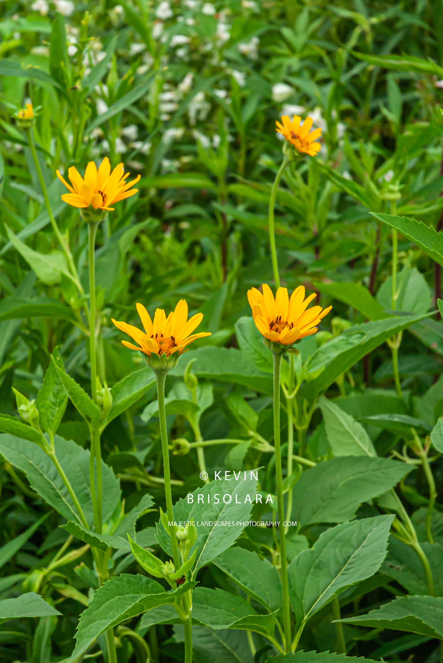 MORNING WILDFLOWERS