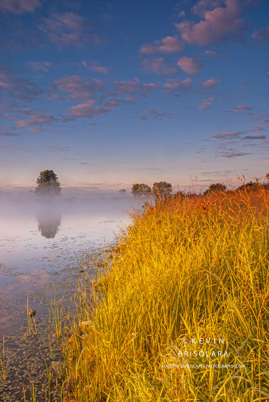 THE GOLDEN GRASSES AT WILDFLOWER LAKE