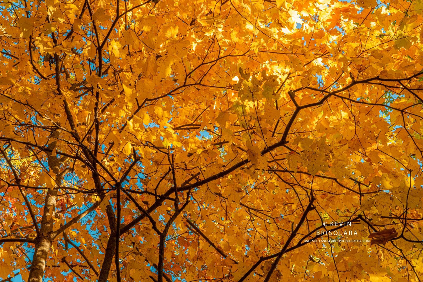 A GOLDEN CANOPY