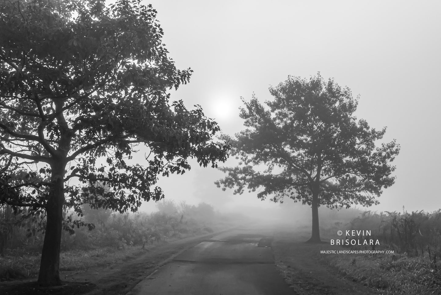 AMIDST THE FOG AT WILDFLOWER PARK