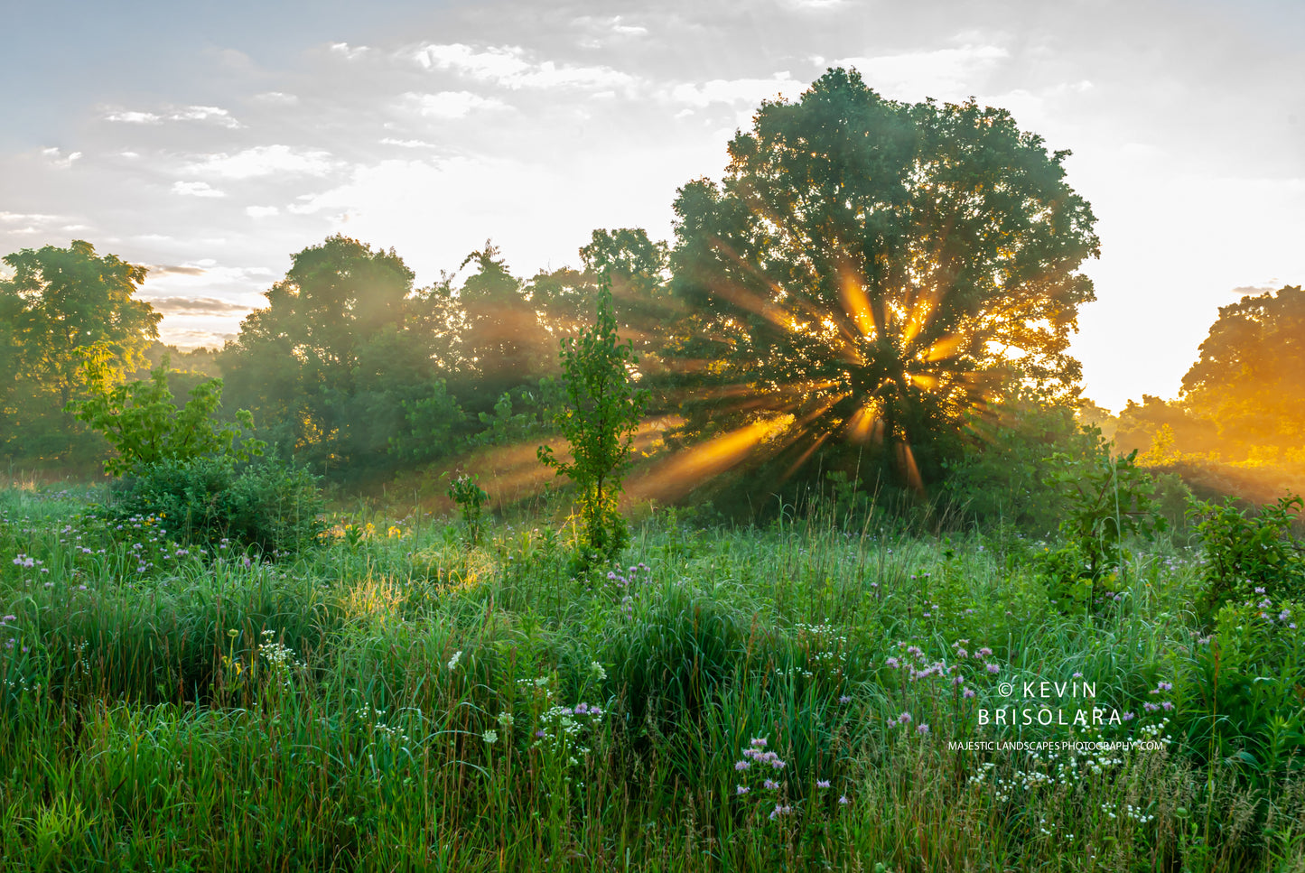 A BURST OF SUNSHINE THROUGH THE TREE