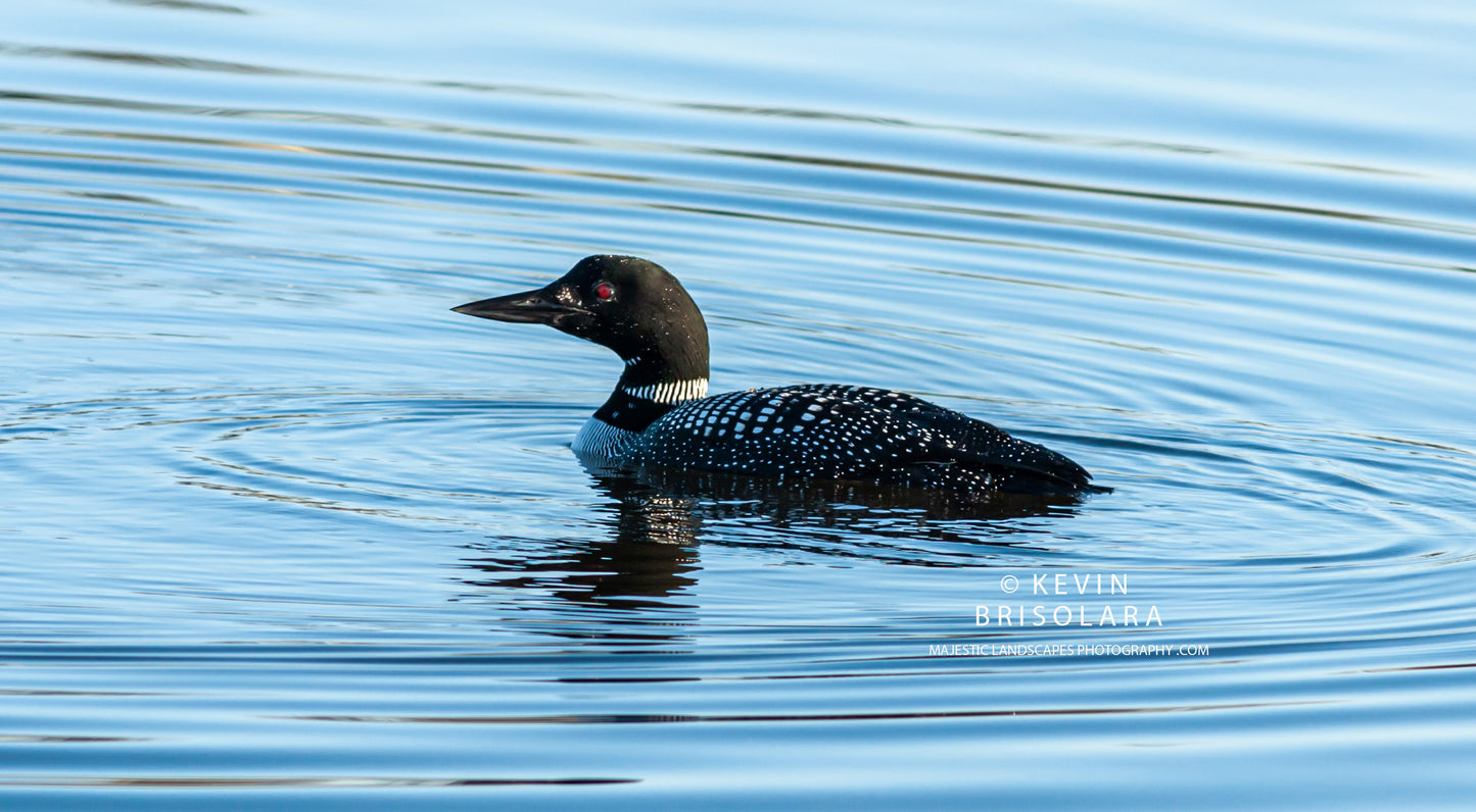 ANOTHER MORNING WITH THE LOONS