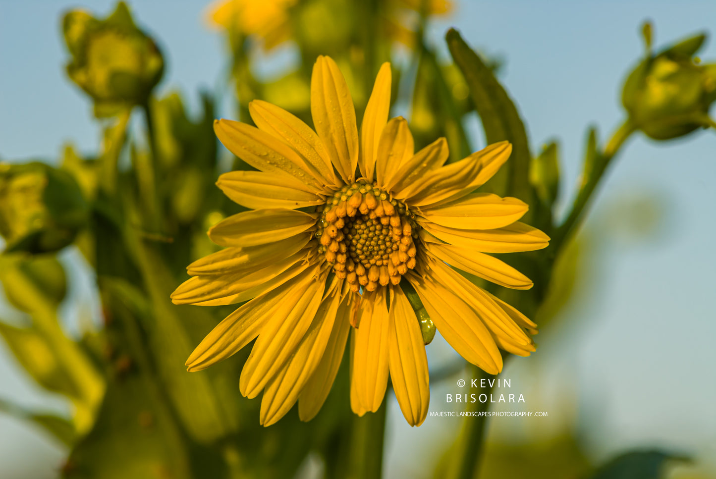 THE CUP PLANT FLOWER