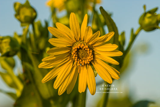 THE CUP PLANT FLOWER