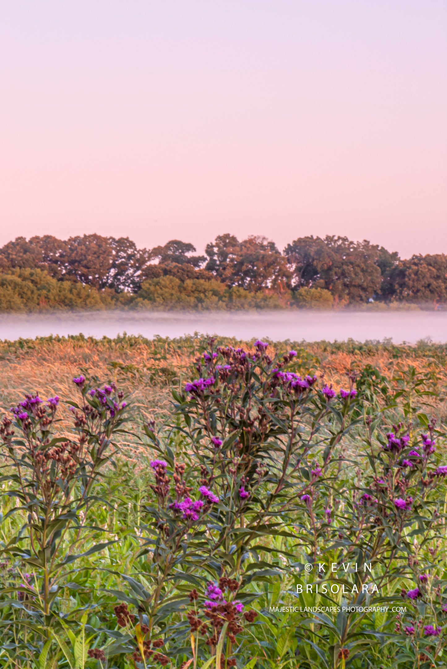 MISTING MORNING WITH IRONWEED FLOWERS