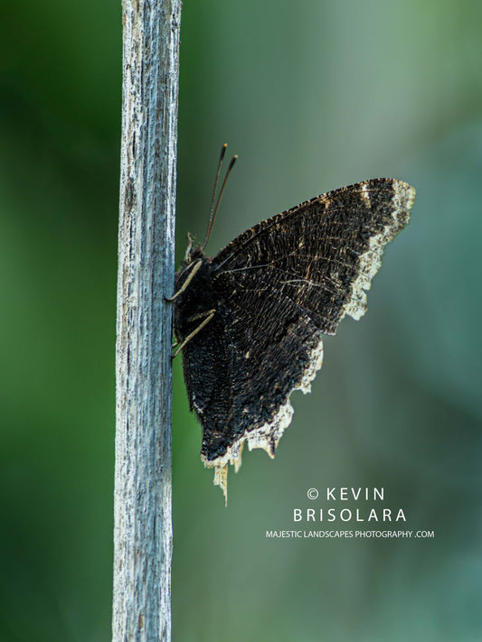 MOURNING CLOAK