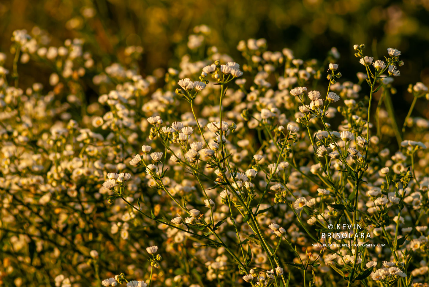 EASTERN DAISY FLEABANE