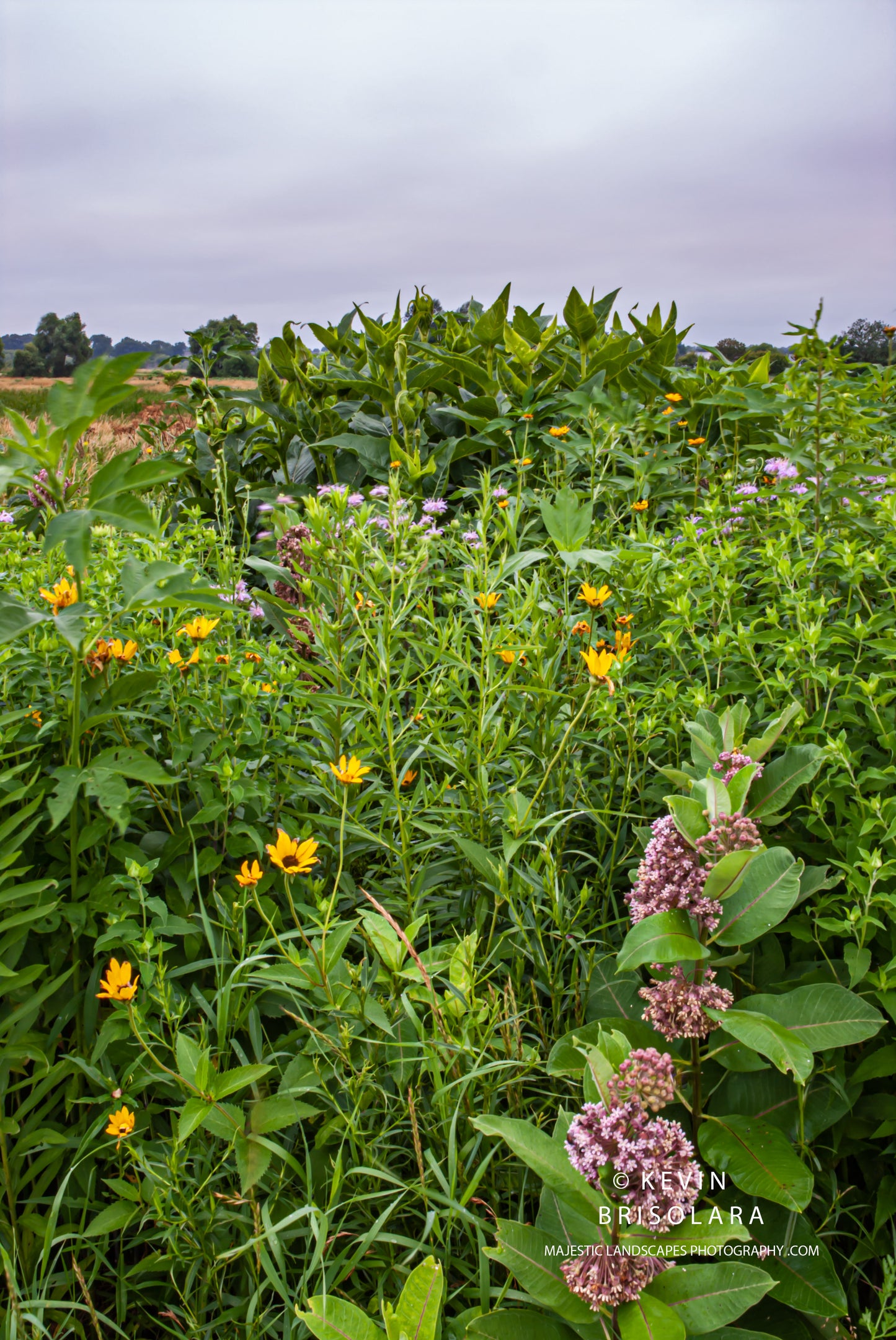 THE WILDFLOWERS OF THE PARK