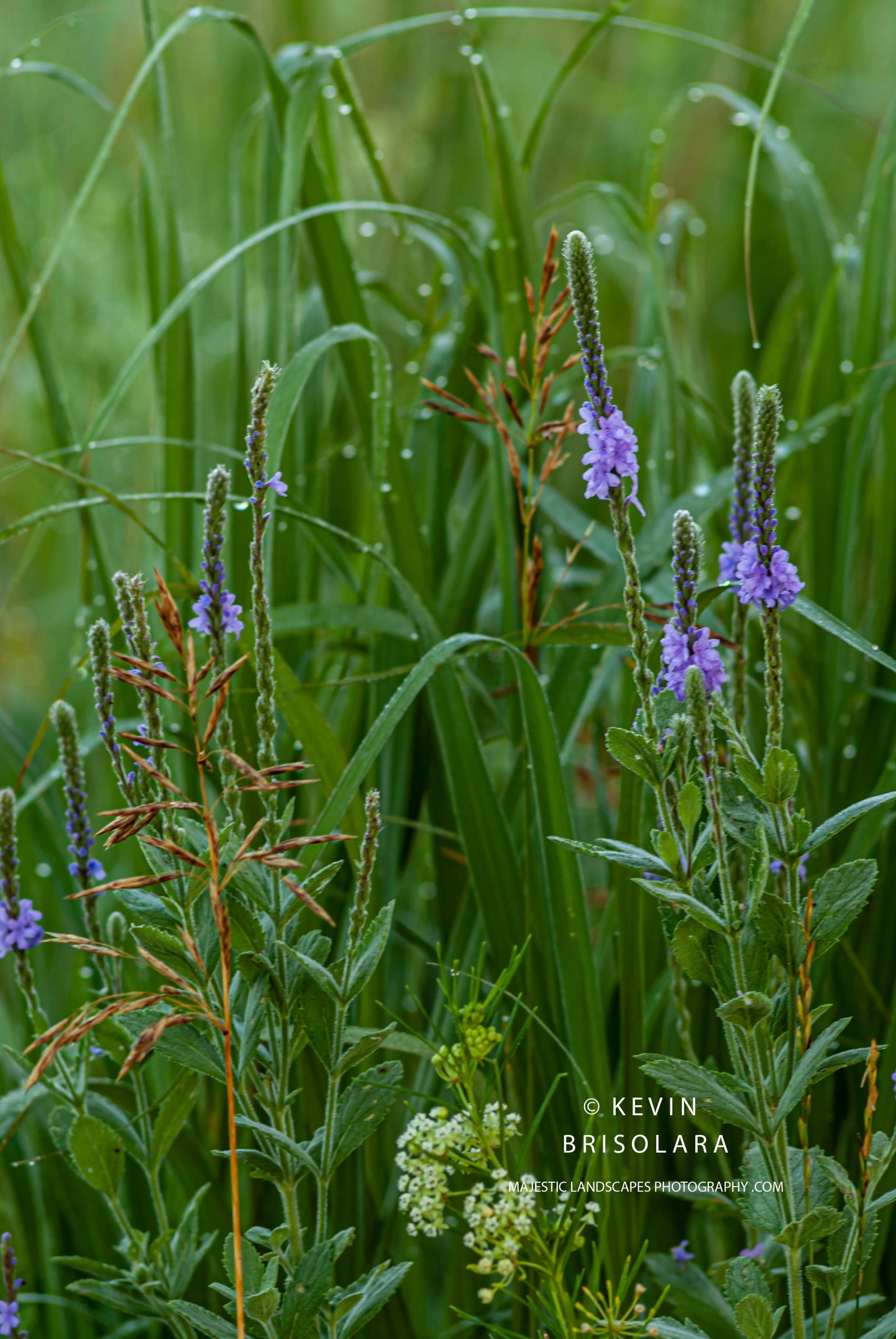 BOUQUETS FROM THE PRAIRIE