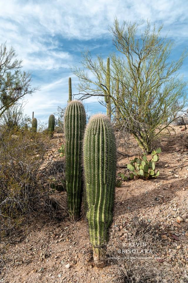 A COUPLE OF SAGUAROS