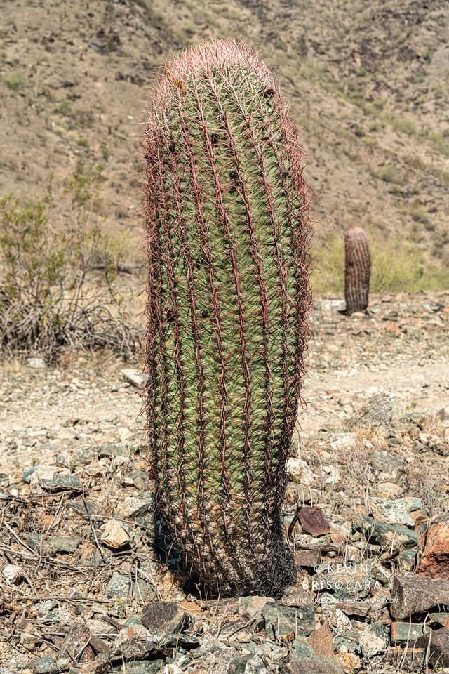 CACTUS OF THE DESERT SOUTHWEST