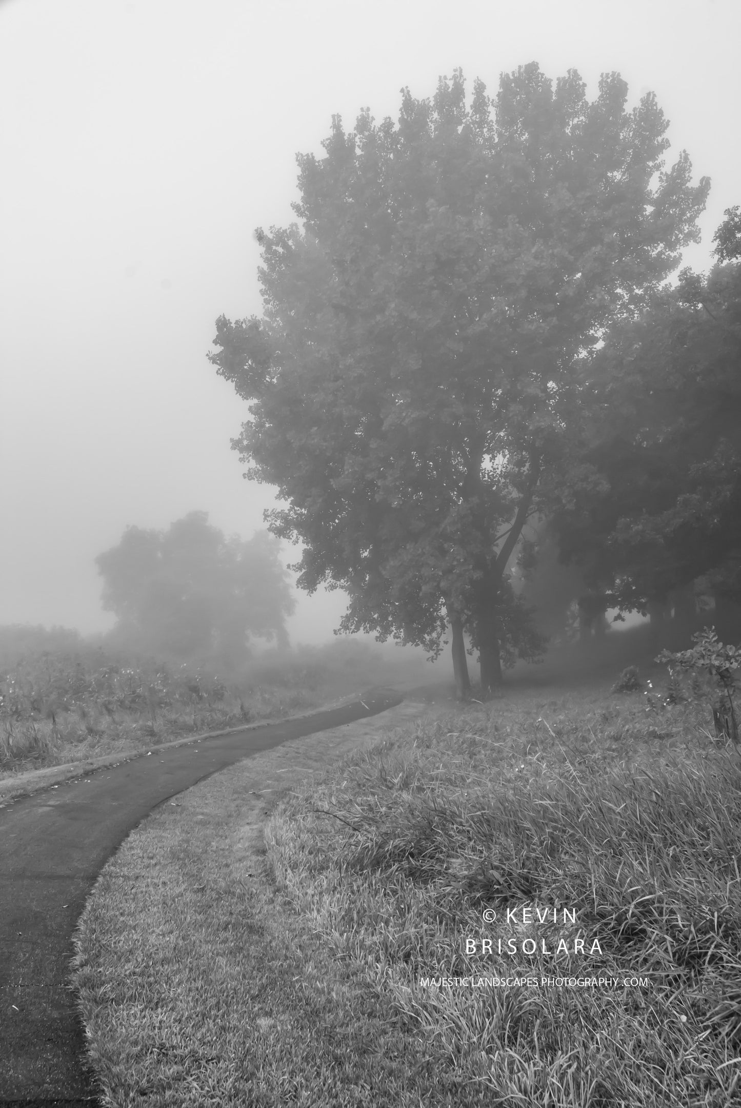 A MYSTERIOUS MOOD IN THE PARK