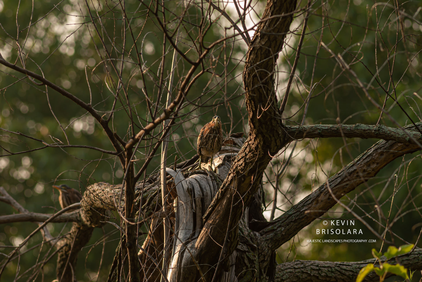 UP IN THE TREE TOPS