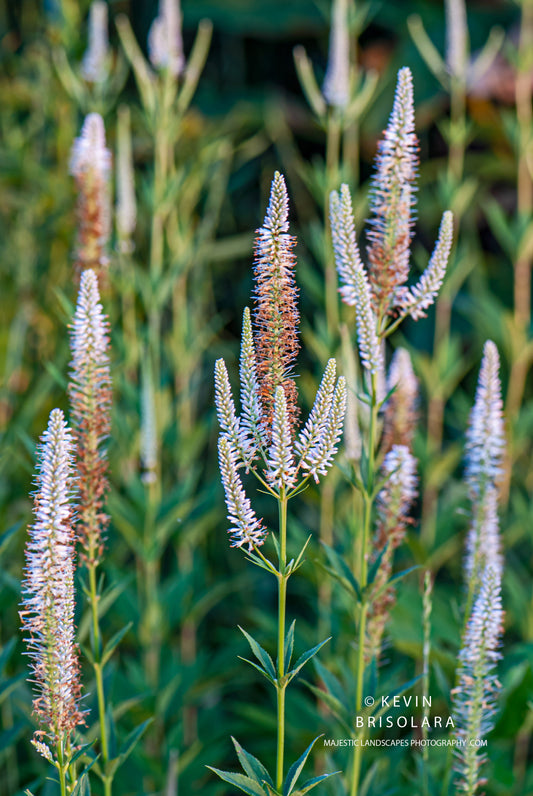 FLOWERS OF THE MORNING