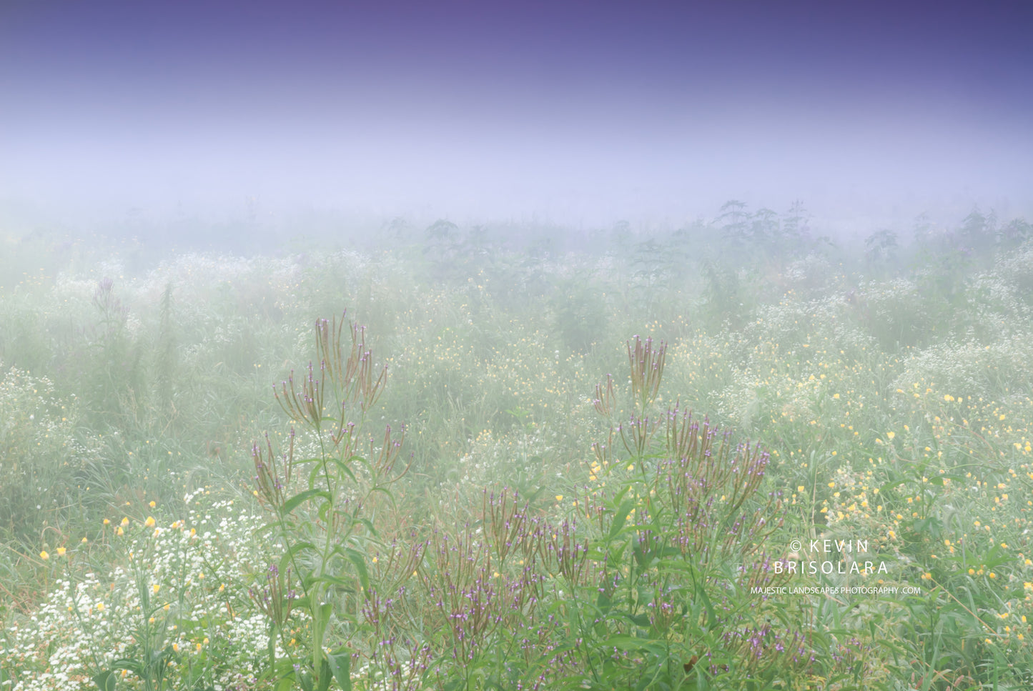 ABUNDANCE OF WILDFLOWERS IN THIS PRAIRIE LANDSCAPE SCENE